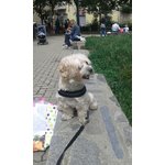 🐶 Bichon maschio di 14 anni e 3 mesi in adozione a Torino (TO) e in tutta Italia da privato