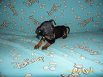 Cuccioli Pinscher Nano - Foto n. 1