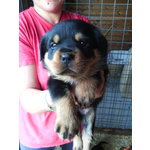 Splendidi Cuccioli di Rottweiler con Pedigree