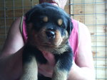 Splendidi Cuccioli di Rottweiler con Pedigree - Foto n. 2