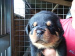 Splendidi Cuccioli di Rottweiler con Pedigree - Foto n. 3