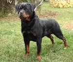 Splendidi Cuccioli di Rottweiler con Pedigree - Foto n. 4