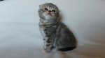 Cucciolo Scottishfold