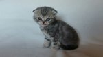 Cucciolo Scottishfold - Foto n. 2