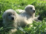 Allevamento del Montelarco - Cuccioli di Pastore Maremmano Abruzzese - Foto n. 1