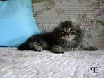 Cuccioli American Curl - Foto n. 4