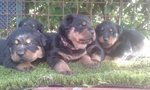 Cuccioli di Rottweiler