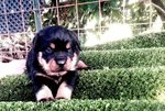 Cuccioli di Rottweiler - Foto n. 2