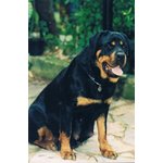 Cuccioli di Rottweiler - Foto n. 3