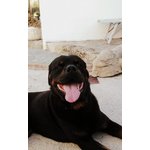 Cuccioli di Rottweiler - Foto n. 4