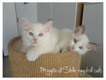 Cuccioli Ragdoll - Foto n. 2