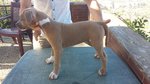 Cucciolata American Staffordshire Terrier - Foto n. 4