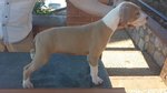 Cucciolata American Staffordshire Terrier - Foto n. 6