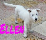Dolcissima Ellen - Foto n. 2