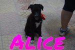 Bellissima Alice - Foto n. 4