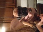 Boxer Cuccioli