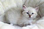 Cuccioli di Gatto Siberiano Ipoallergenico - Foto n. 2