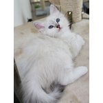 Cuccioli di Gatto Siberiano Ipoallergenico - Foto n. 6