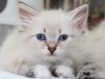 Cuccioli di Gatto Siberiano Ipoallergenico