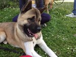 🐶 Akita Inu maschio in adozione a Corciano (PG) e in tutta Italia da associazione animali