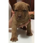 Cuccioli di Dogue de Bordeaux - Foto n. 2