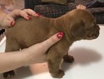 Cuccioli di Dogue de Bordeaux - Foto n. 3