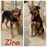 Zina Piccola Cagnolina Simpatica