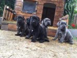 Cane Corso - Foto n. 4