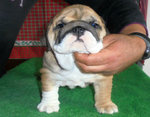 Cuccioli Bulldog Inglese - Foto n. 2