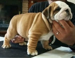 Cuccioli Bulldog Inglese - Foto n. 3