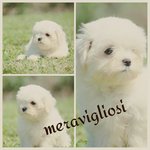 Cuccioli Maltese con Importante Pedigree Enci - Foto n. 2