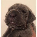 Mastino Napoletano Cuccioli - Foto n. 2