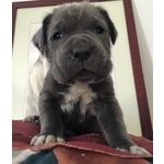 Mastino Napoletano Cuccioli - Foto n. 3