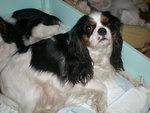 Cuccioli di Cavalier king Charles Spaniel