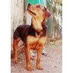 Wilma, Incrocio Rottweiler Dolcissima Cerca Casa