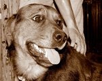 Wilma, Incrocio Rottweiler Dolcissima Cerca Casa - Foto n. 4