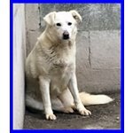 Neve Bellissima mix Labrador 4 anni Merita di Più