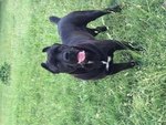 Stallone cane Corso Cerca Femmina - Foto n. 1