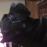 Stallone cane Corso Cerca Femmina - Foto n. 2