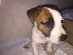 Jack Russell Terrier Zampa Corta e pelo Corto