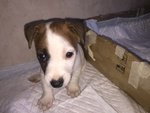 Jack Russell Terrier Zampa Corta e pelo Corto - Foto n. 2