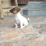 Cuccioli di jack Russell - Foto n. 3