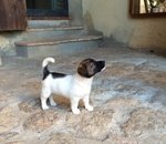 Cuccioli di jack Russell - Foto n. 1