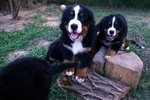 Cuccioli di Bovaro del Bernese