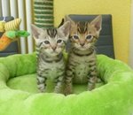 Adorabili Gattini Serval, Bengals, e Savannah F1-F4 Disponibili.