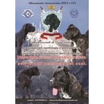 Cuccioli di cane Corso (allevamento Riconosciuto enci ed Fci)