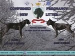 Cuccioli di cane Corso (allevamento Riconosciuto enci ed Fci) - Foto n. 3