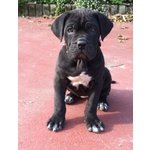 Cuccioli di cane Corso (allevamento Riconosciuto enci ed Fci) - Foto n. 5