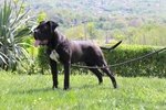 Cuccioli di cane Corso (allevamento Riconosciuto enci ed Fci) - Foto n. 7