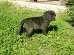 Cuccioli di cane Corso (allevamento Riconosciuto enci ed Fci) - Foto n. 8